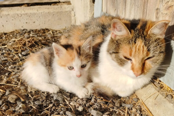 Langhanshof Tiere (1) Langhanshof Tiere (1)