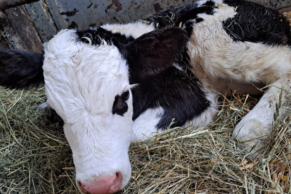 Langhanshof Tiere (11) Langhanshof Tiere (11)