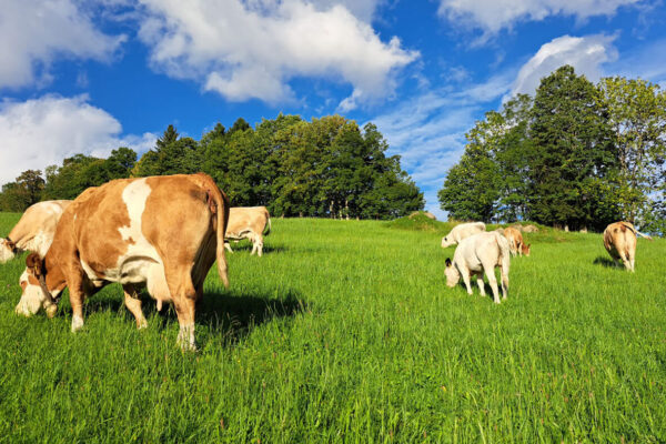 Langhanshof Tiere (12) Langhanshof Tiere (12)