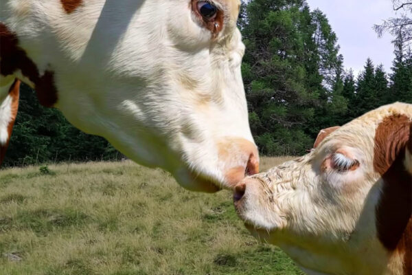 Langhanshof Tiere (2) Langhanshof Tiere (2)