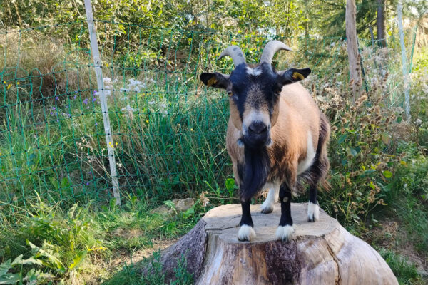 Langhanshof Tiere (3) Langhanshof Tiere (3)