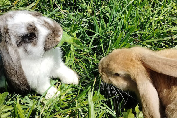 Langhanshof Tiere (4) Langhanshof Tiere (4)