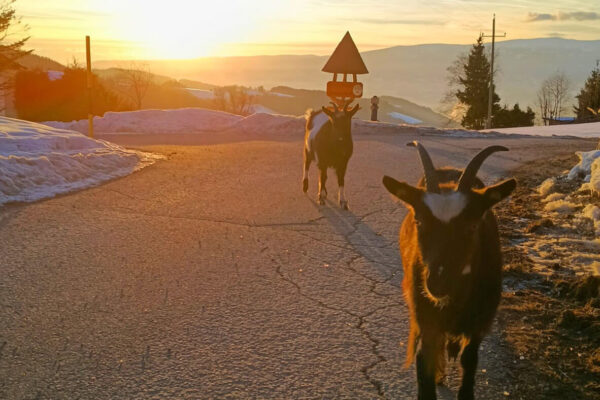 Langhanshof Tiere (5) Langhanshof Tiere (5)