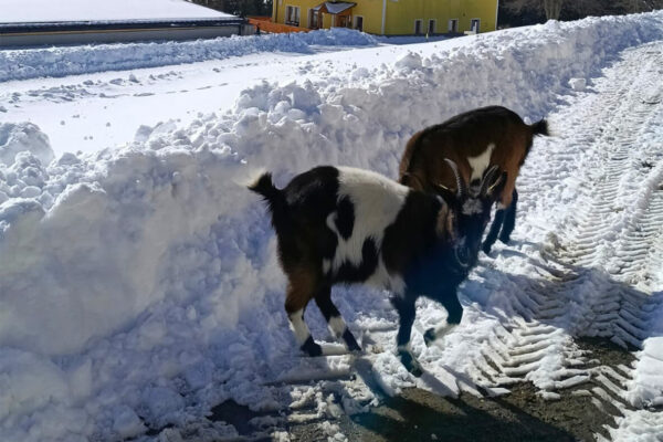 Langhanshof Tiere (6) Langhanshof Tiere (6)