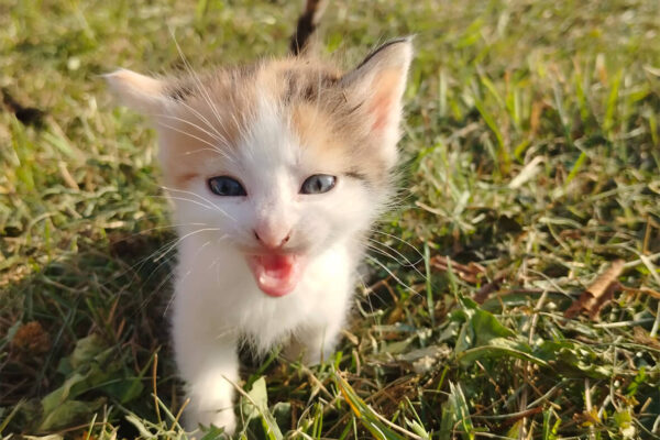 Langhanshof Tiere (7) Langhanshof Tiere (7)