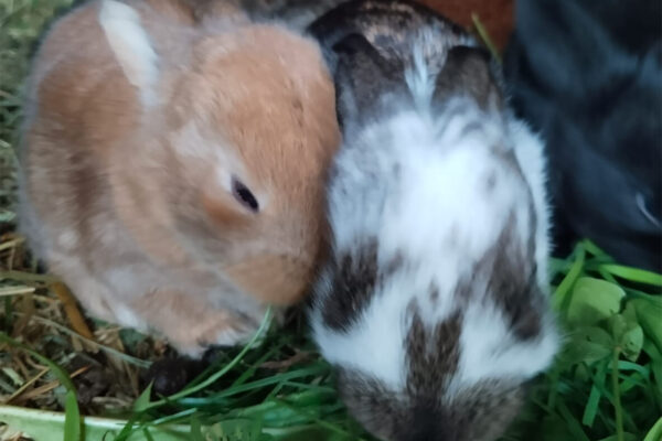 Langhanshof Tiere (8) Langhanshof Tiere (8)