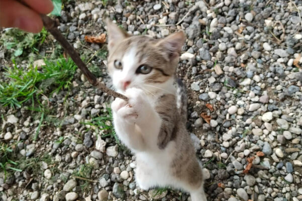 Langhanshof Tiere (9) Langhanshof Tiere (9)